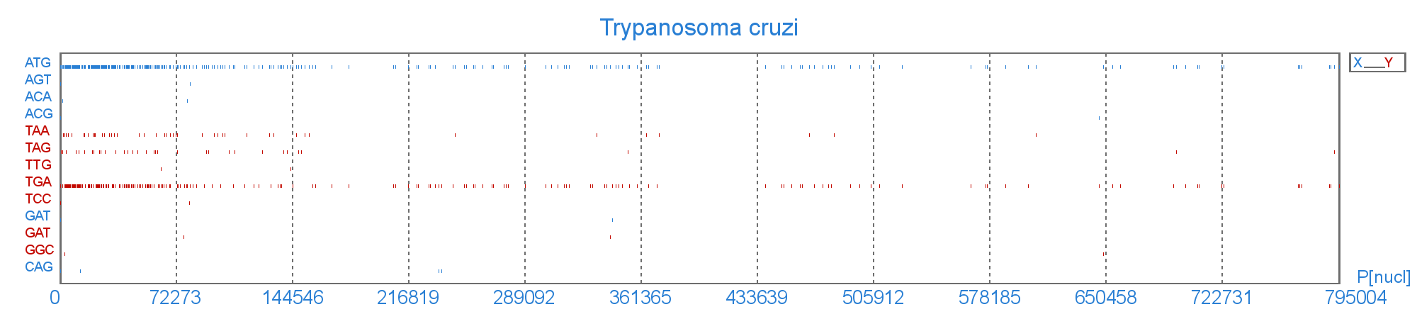 Розподіл старт і стоп  кодонів у геномі Trypanosoma cruzi